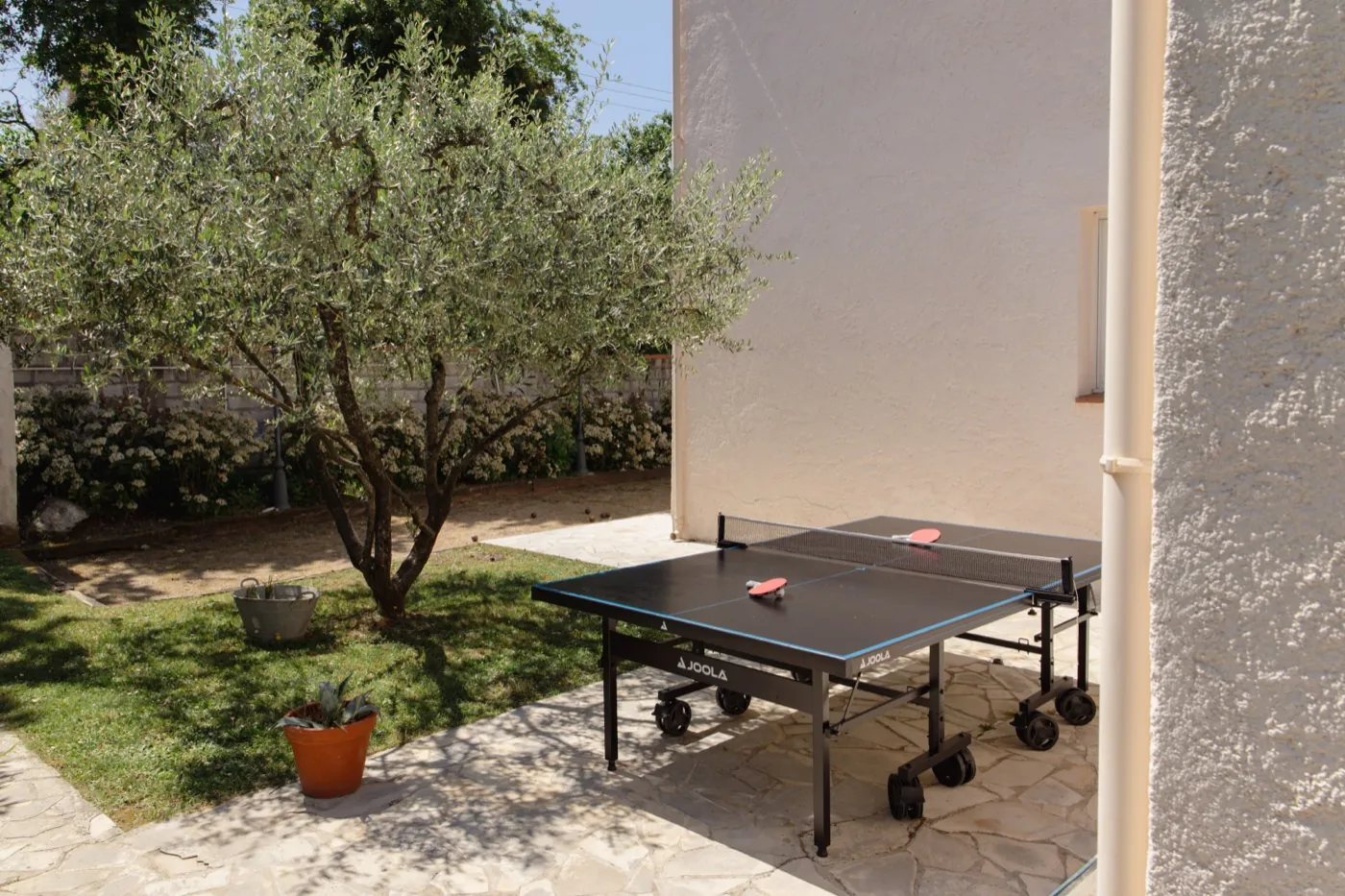 Olivenbaum im Garten mit Tischtennisplatte